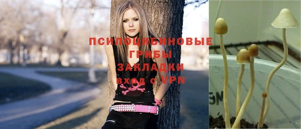 прущие грибы Аркадак